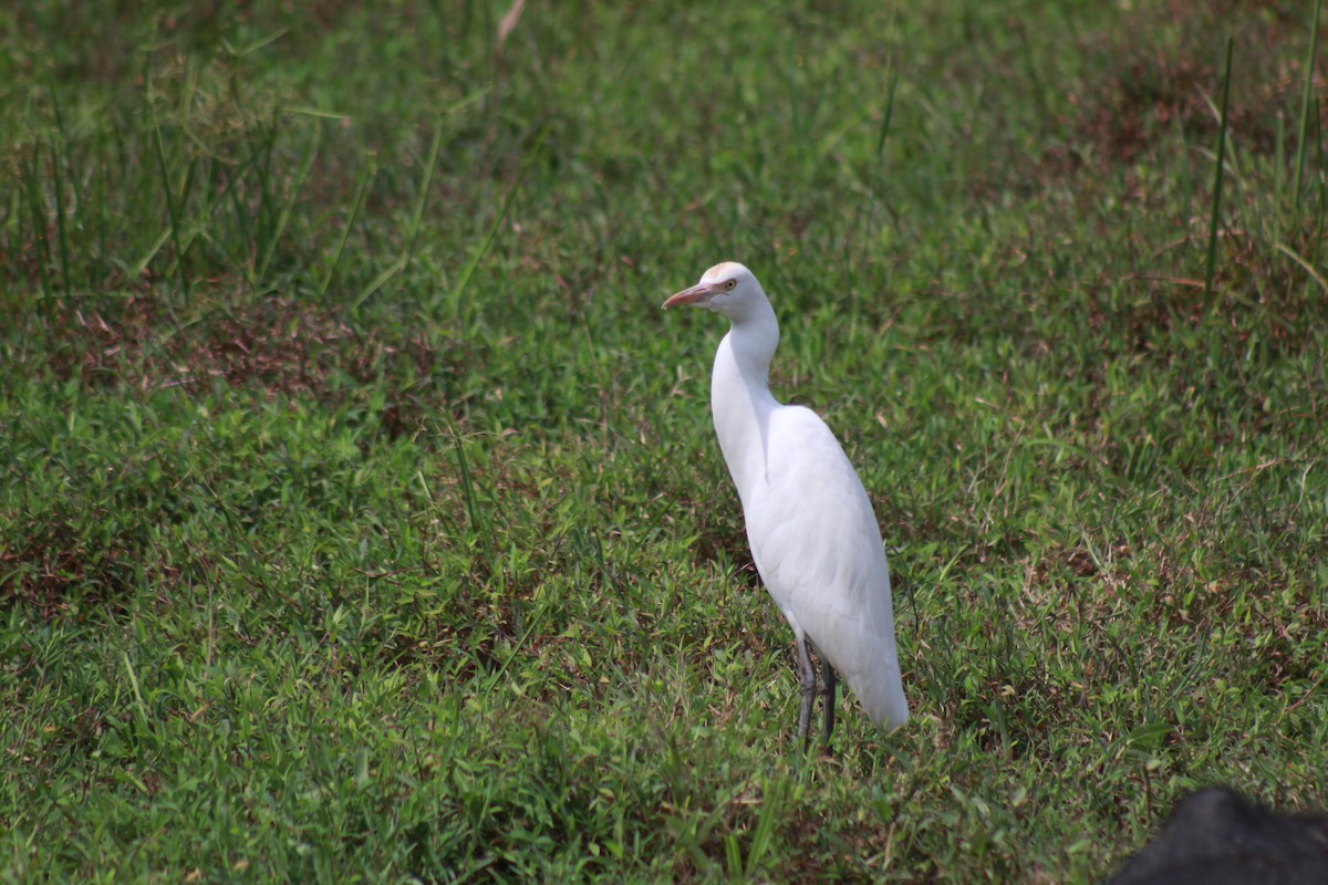 Héron de Coromandel - ML646582944