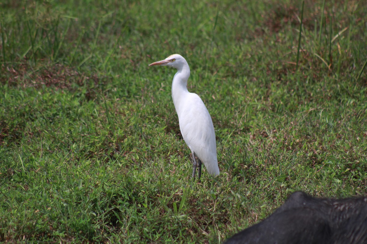 Héron de Coromandel - ML646582945