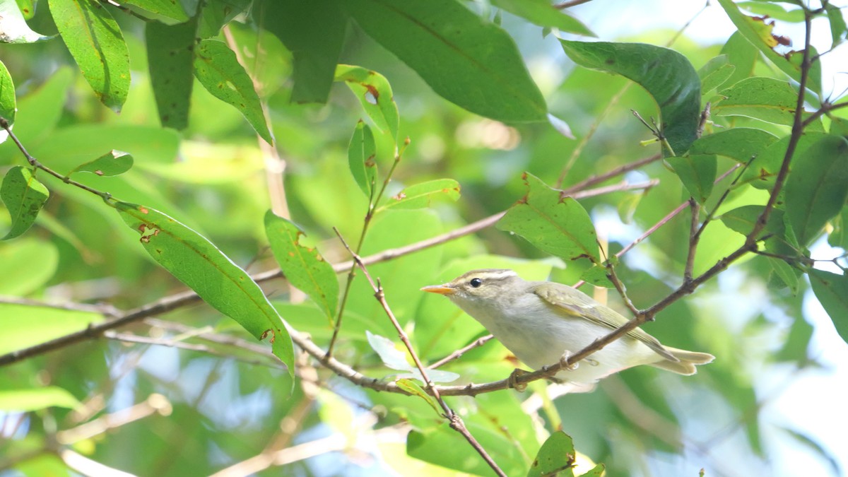 Eastern Crowned Warbler - ML646582946