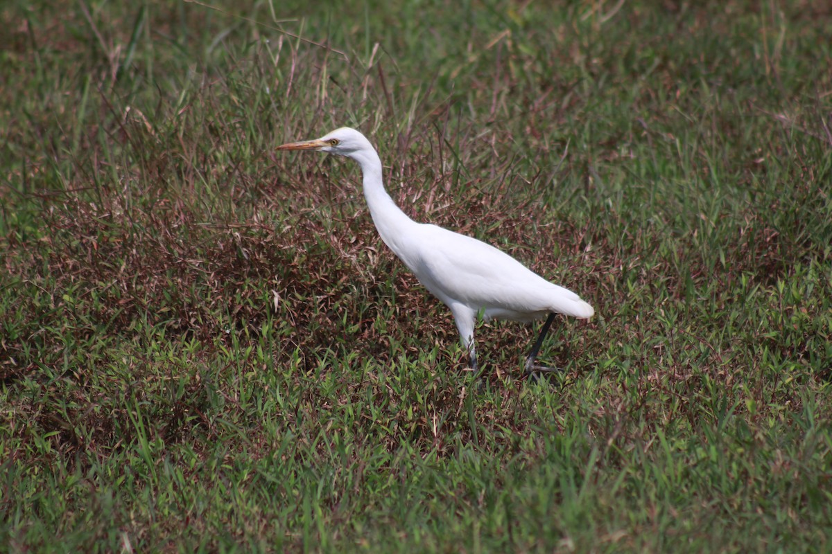 Héron de Coromandel - ML646582947