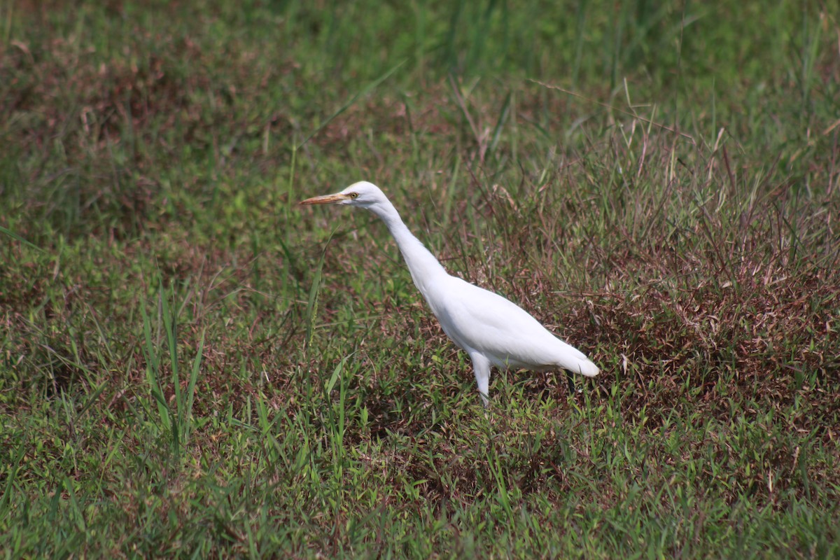 Héron de Coromandel - ML646582948