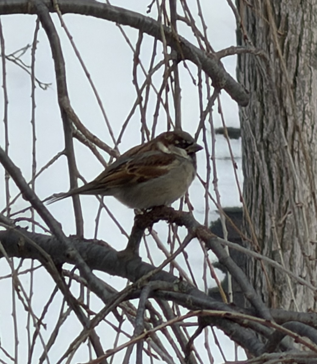 House Sparrow - ML646582952