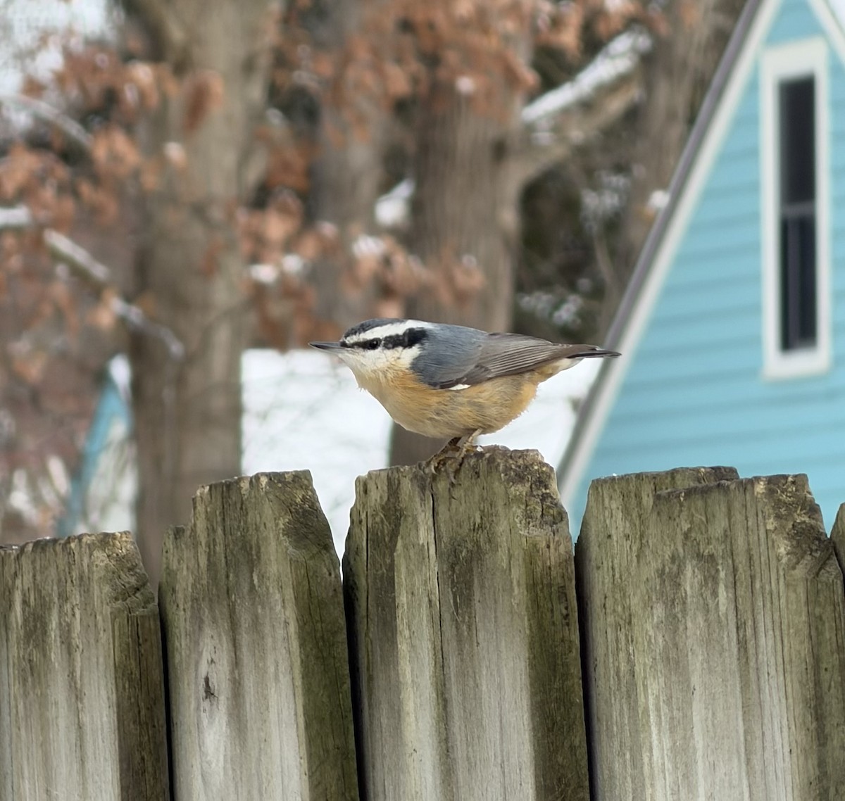 Red-breasted Nuthatch - ML646582960