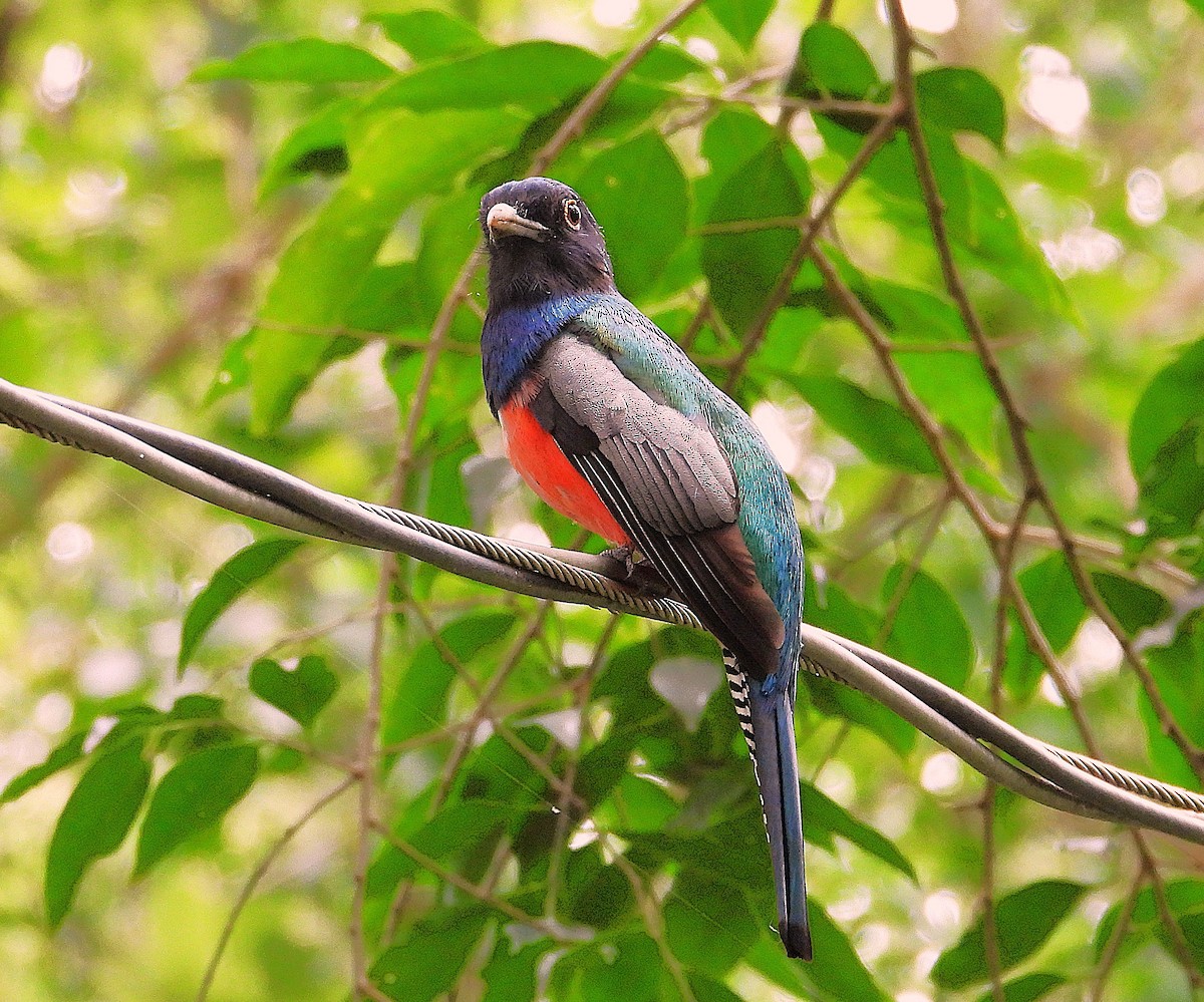 Blue-crowned Trogon - ML646582961