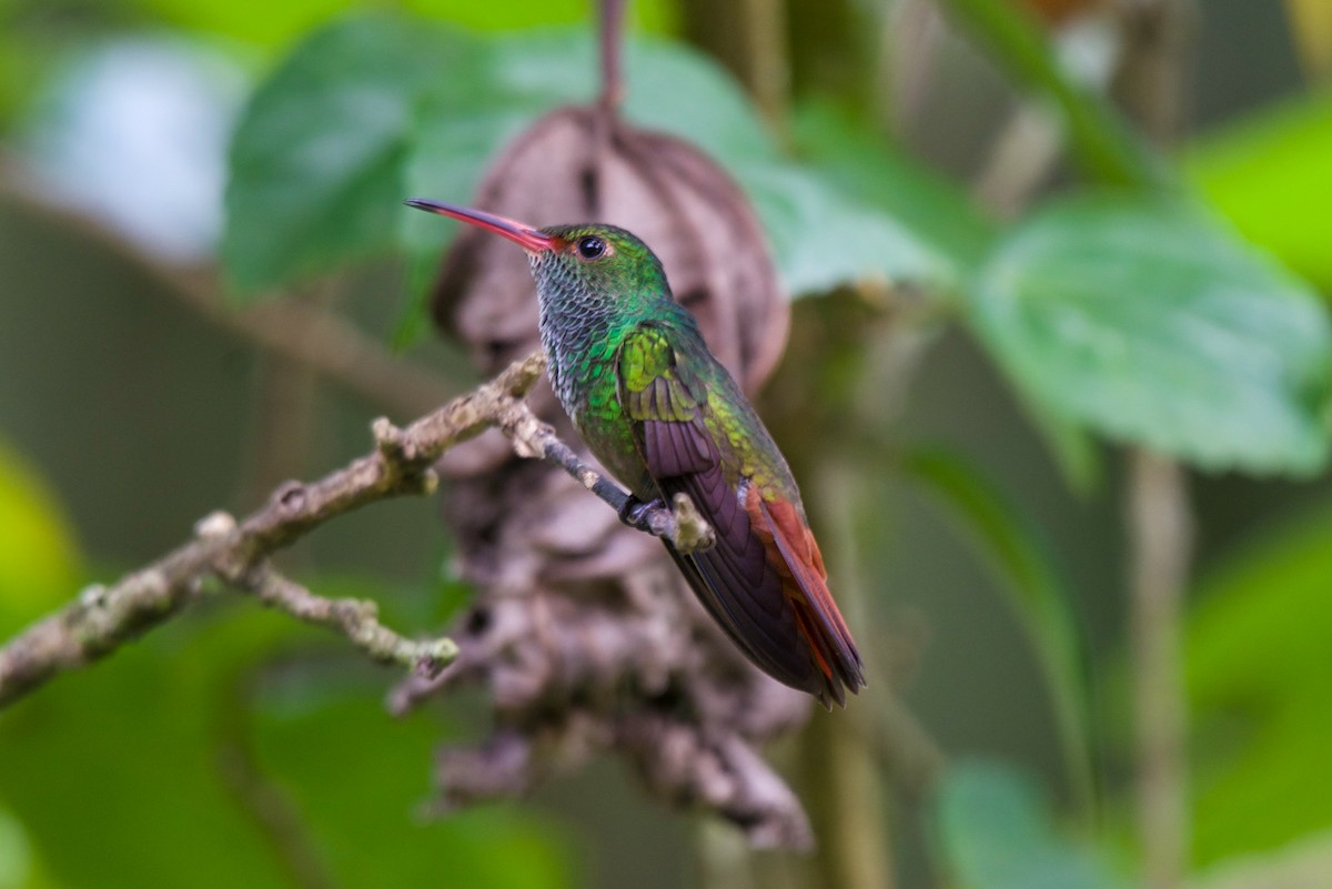 Rufous-tailed Hummingbird - ML646582962