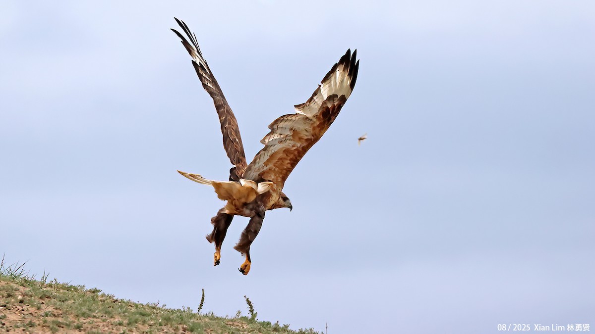 Busardo Mongol - ML646582964