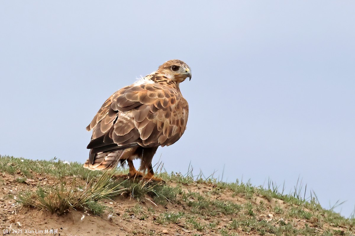 Busardo Mongol - ML646582965