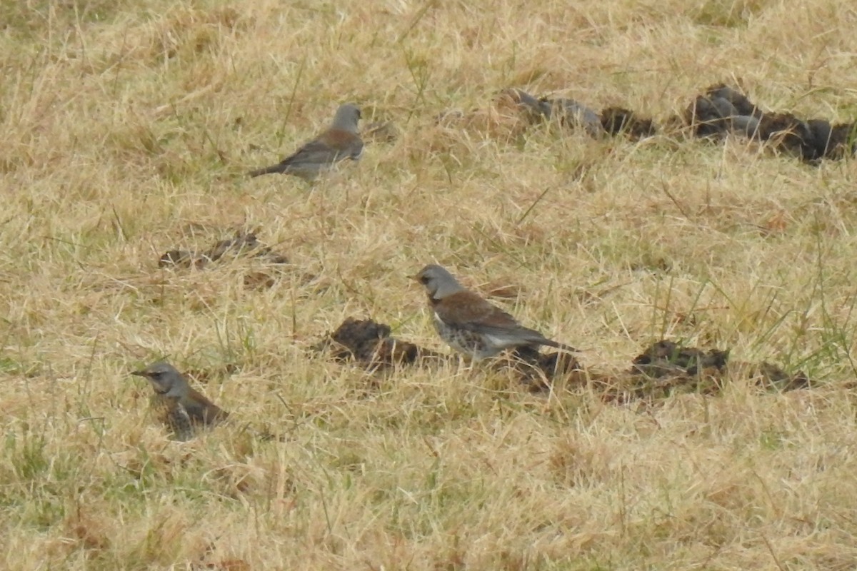 Wacholderdrossel - ML646582966