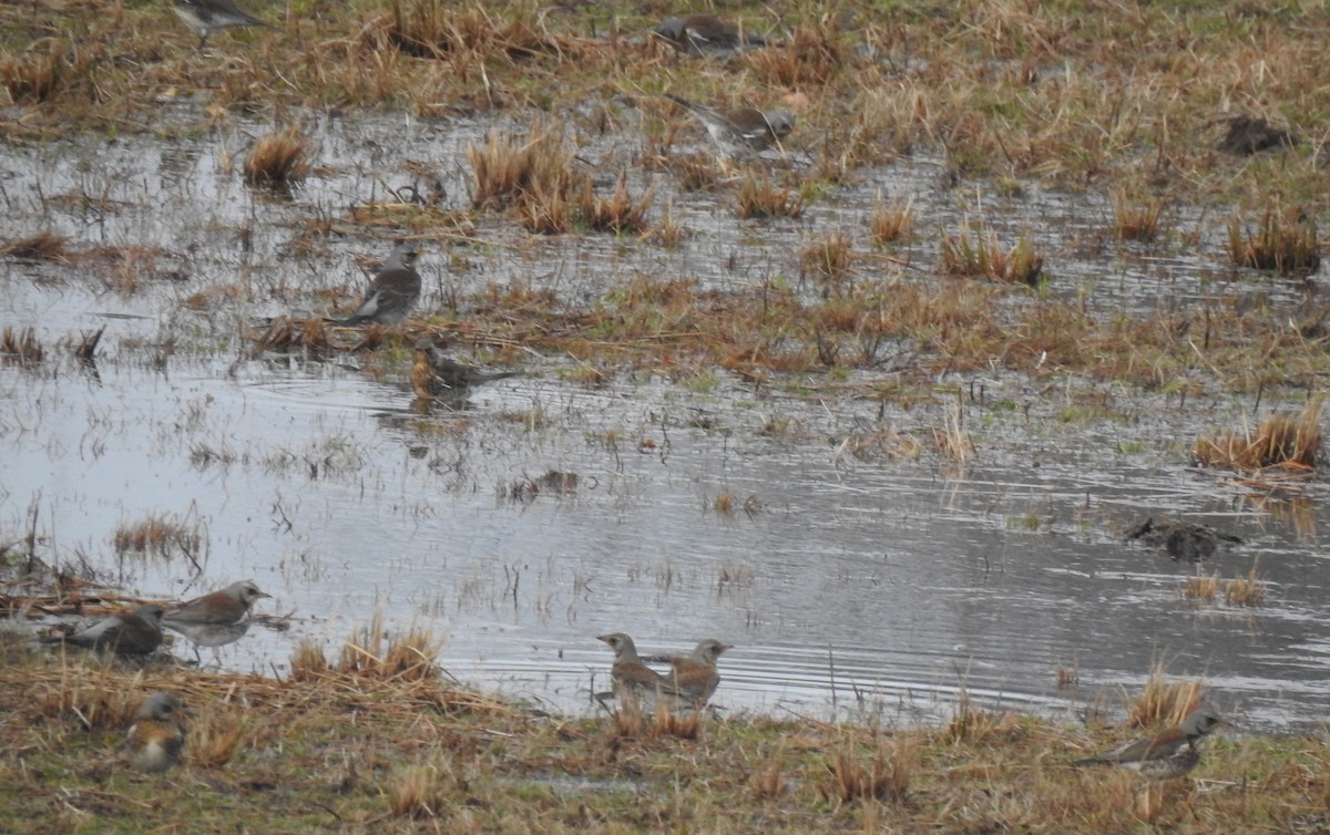 Wacholderdrossel - ML646582968