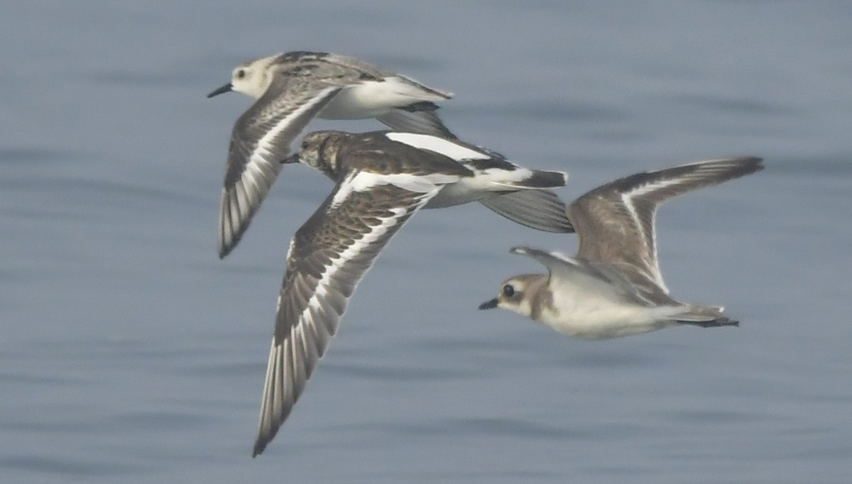 Steinwälzer - ML646582969