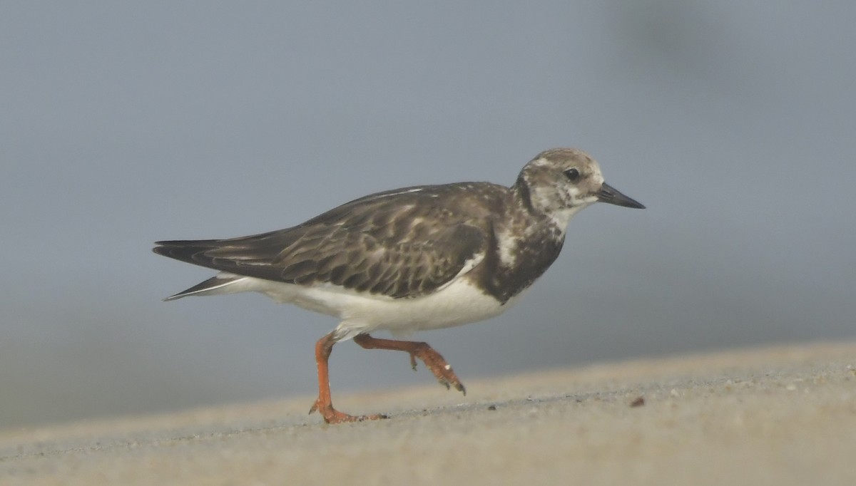 Steinwälzer - ML646582970