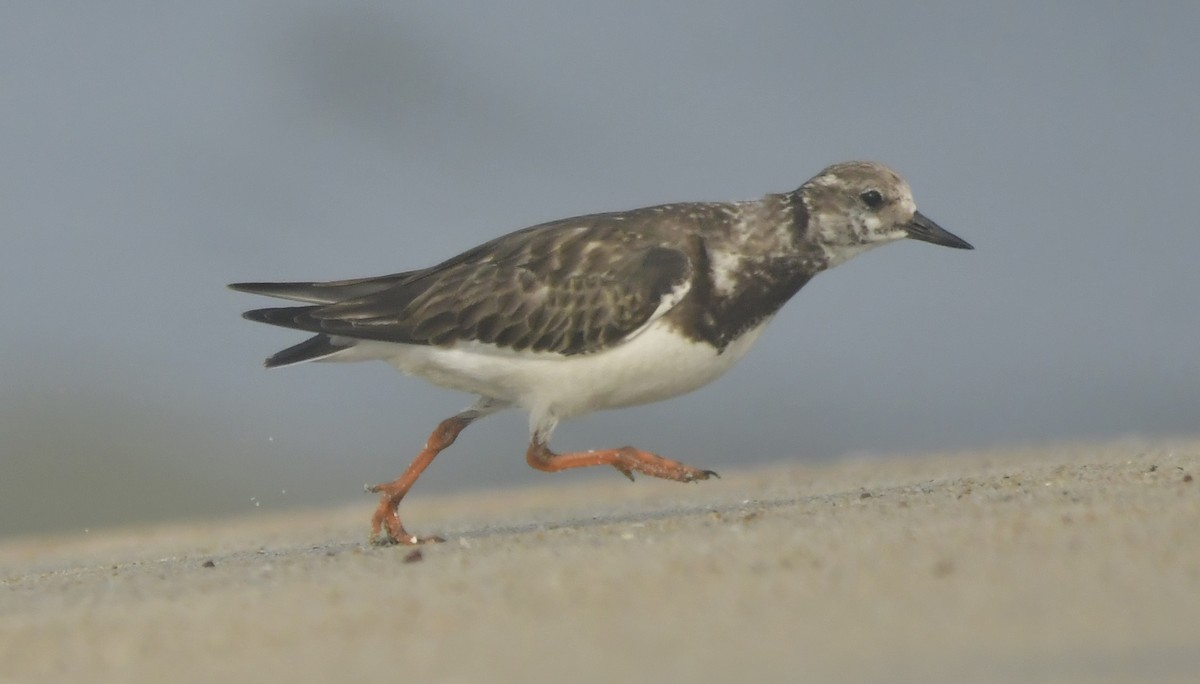 Steinwälzer - ML646582971