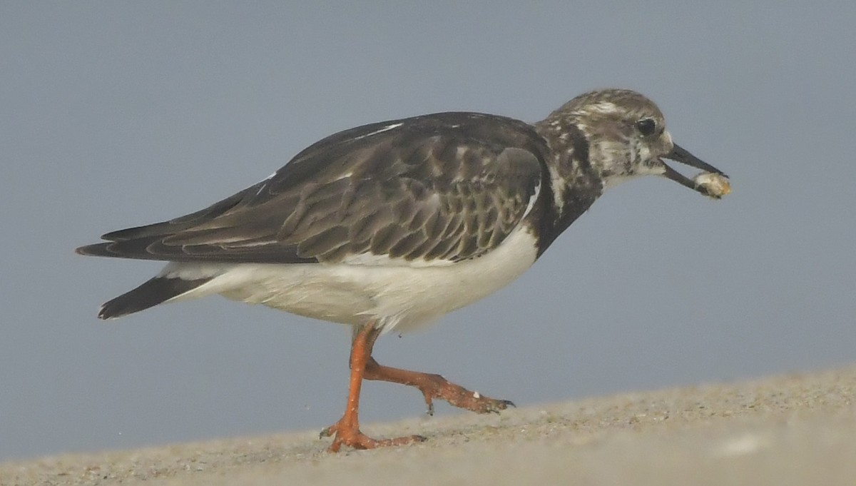 Steinwälzer - ML646582972