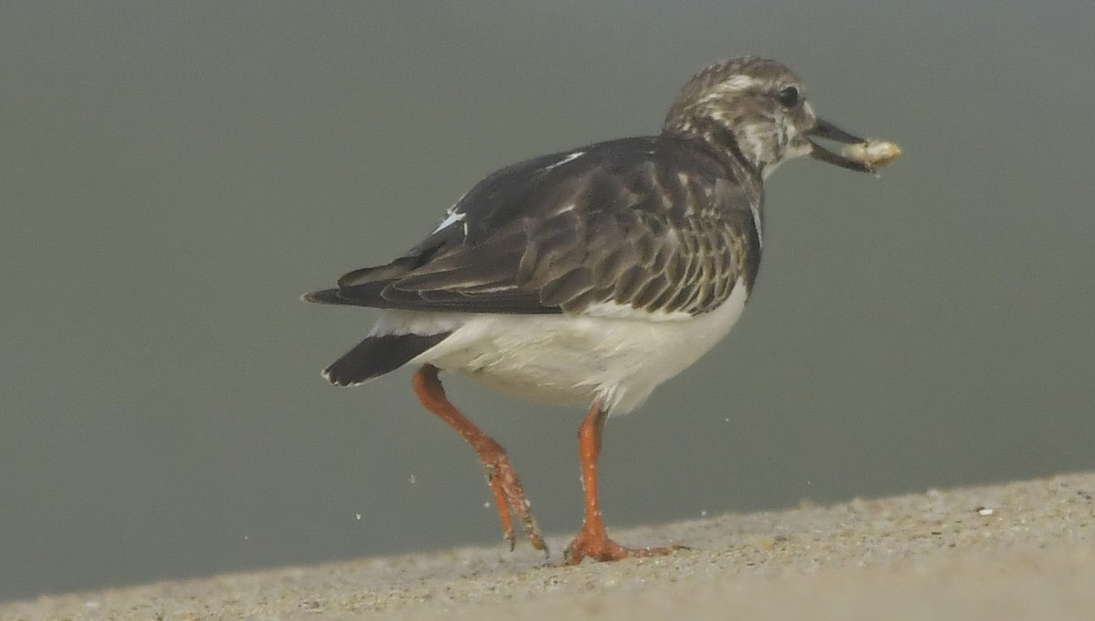 Steinwälzer - ML646582973