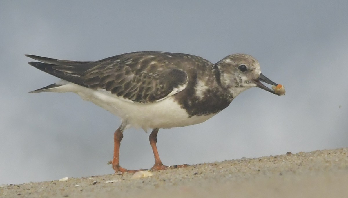 Steinwälzer - ML646582974