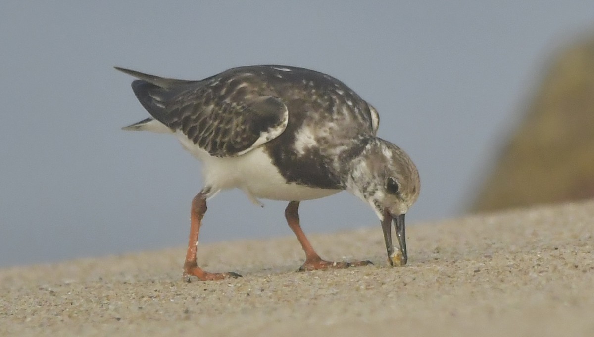 Steinwälzer - ML646582975