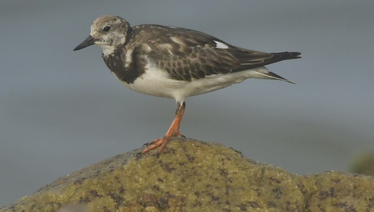 Steinwälzer - ML646582976