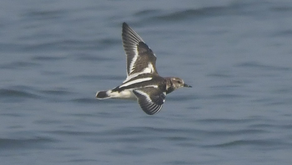 Ruddy Turnstone - ML646582977