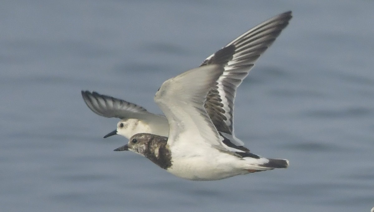 Steinwälzer - ML646582978