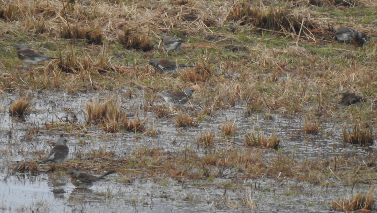 Wacholderdrossel - ML646582980