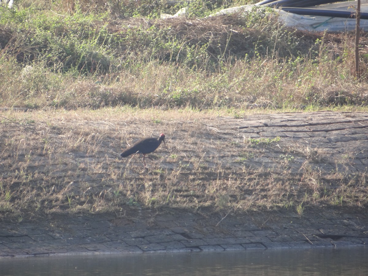 Red-naped Ibis - ML646582985