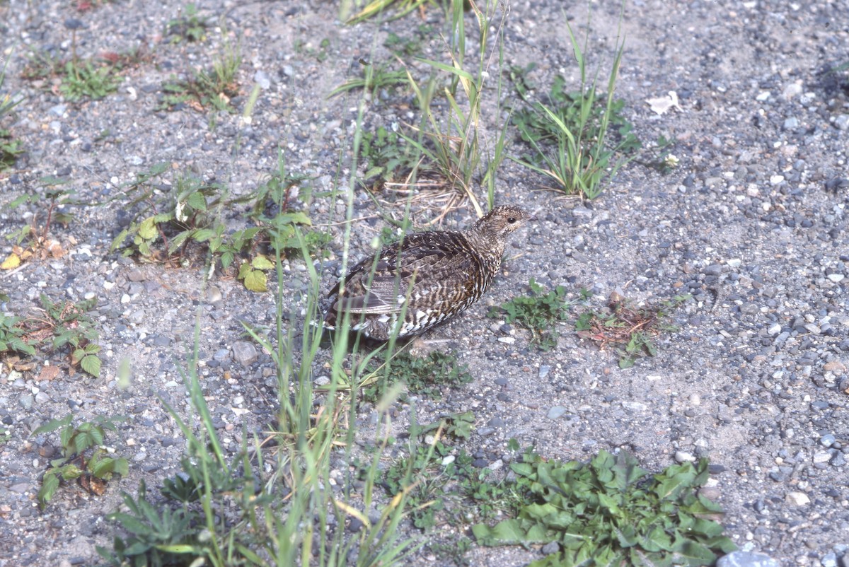 Spruce Grouse - ML646582988