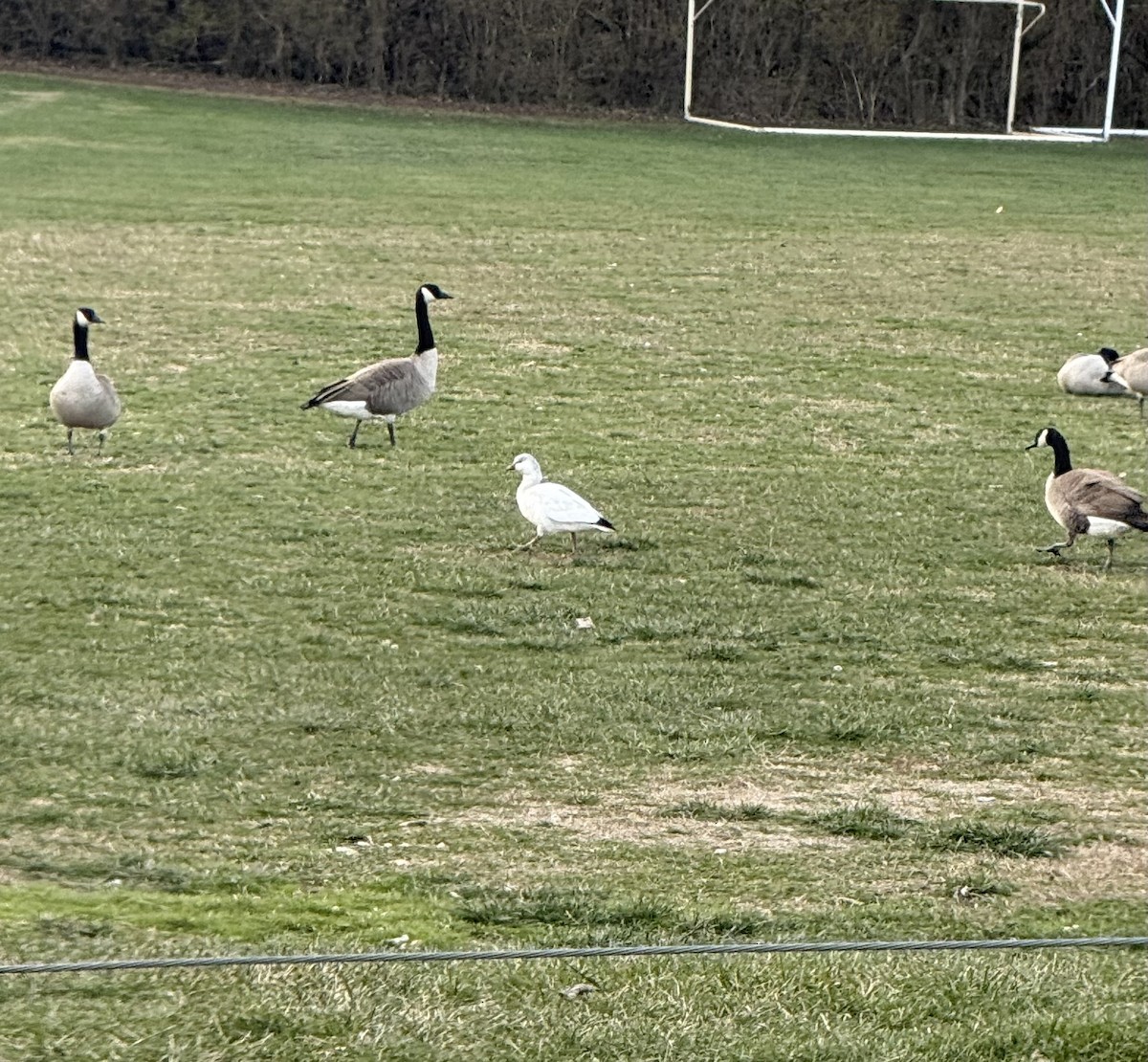 Ross's Goose - ML646582989