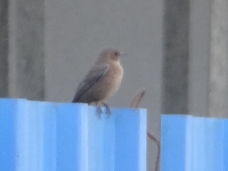 Brown Rock Chat - ML646582990