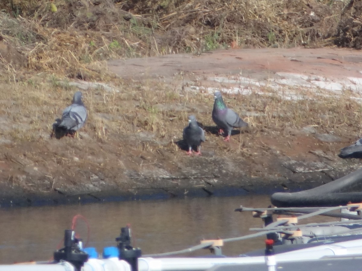 Rock Pigeon (Feral Pigeon) - ML646582996