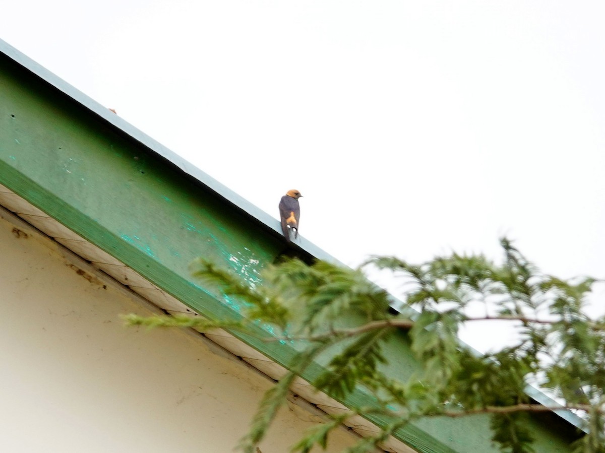 Lesser Striped Swallow - ML646583004