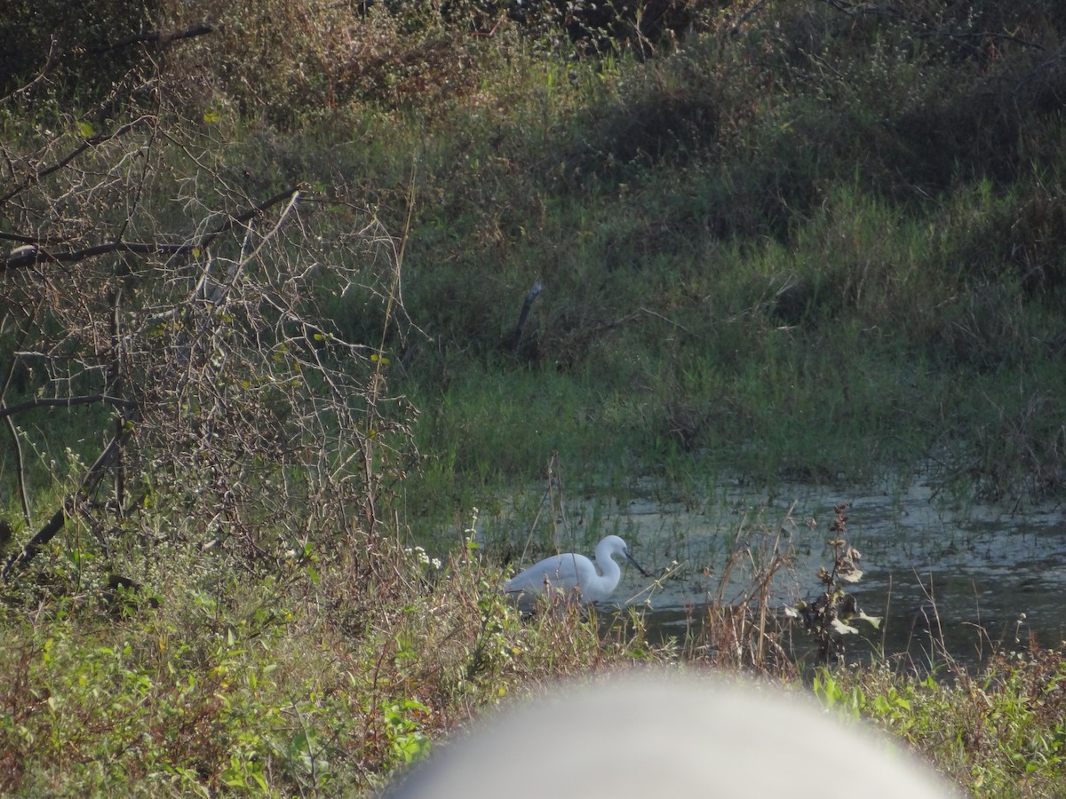 Little Egret - ML646583005