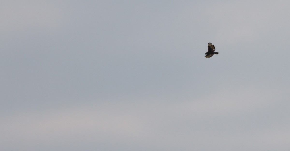 Crowned Eagle - ML646583006