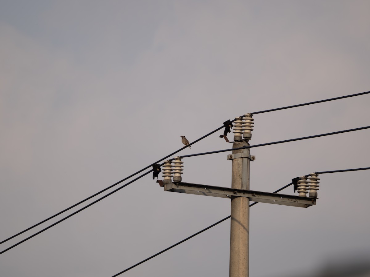 White-cheeked Starling - ML646583007