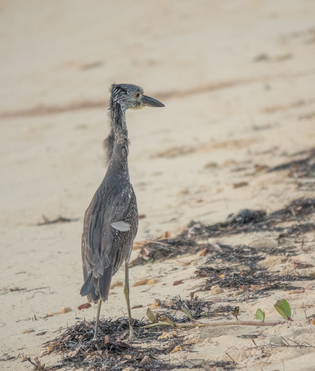 Yellow-crowned Night Heron - ML646583008