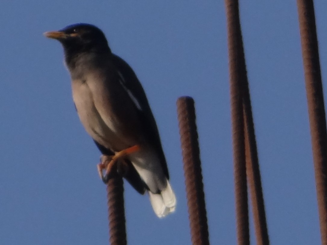 Common Myna - ML646583009