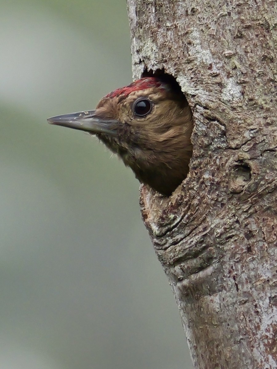Smoky-brown Woodpecker - ML646583010