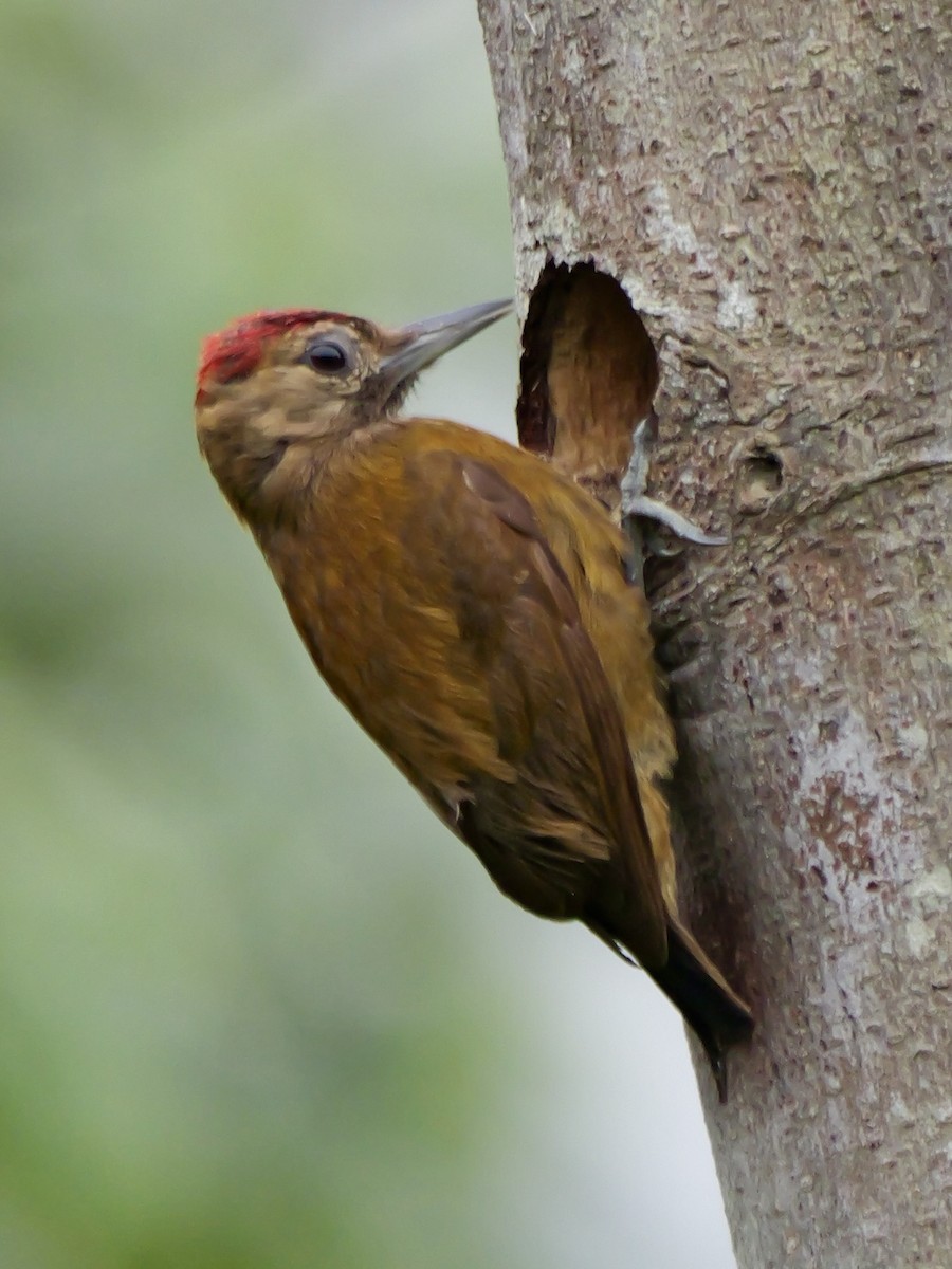Smoky-brown Woodpecker - ML646583011