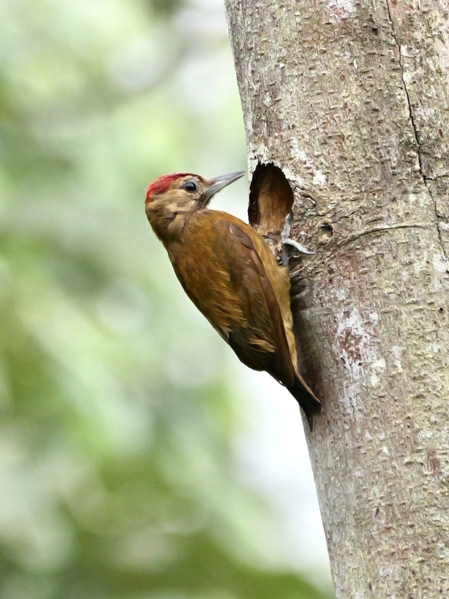Smoky-brown Woodpecker - ML646583012