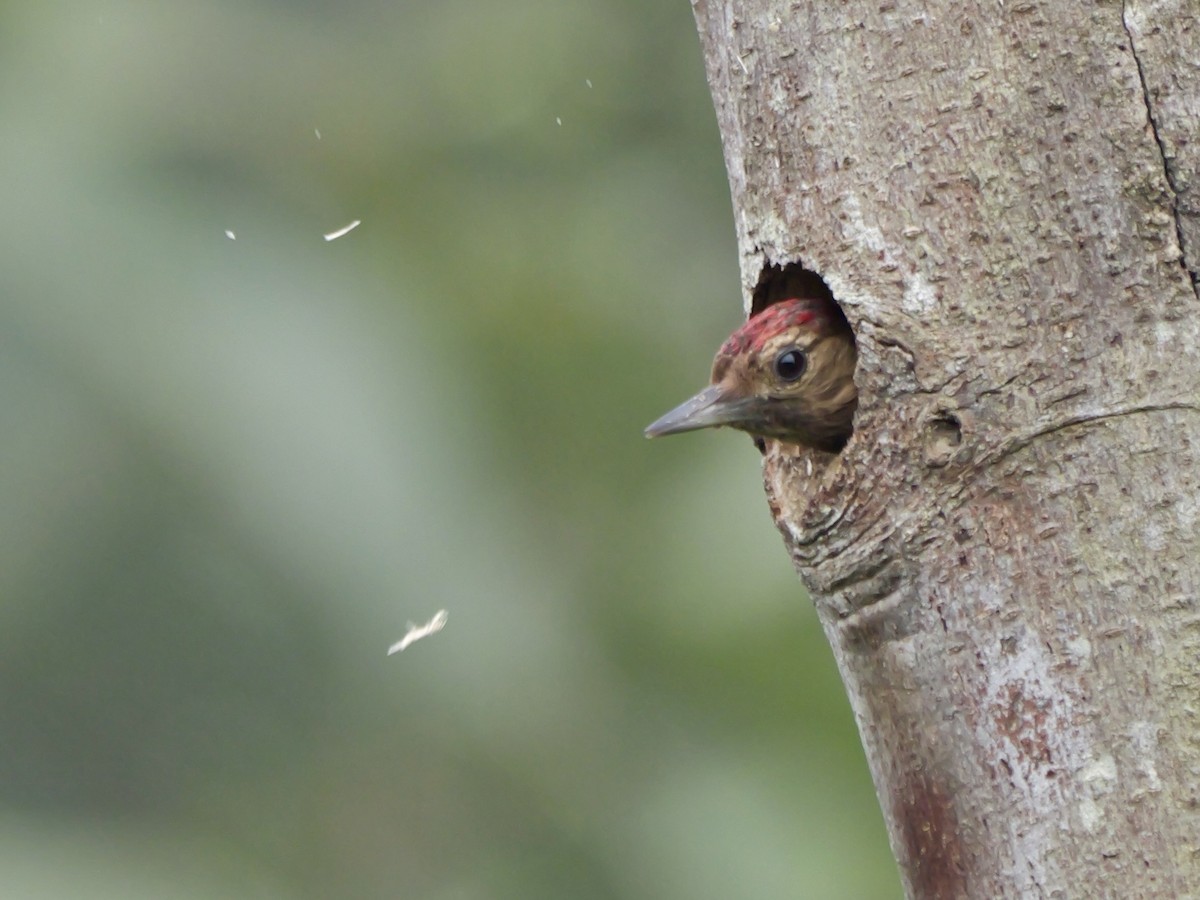 Smoky-brown Woodpecker - ML646583013
