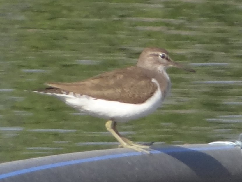 Common Sandpiper - ML646583014