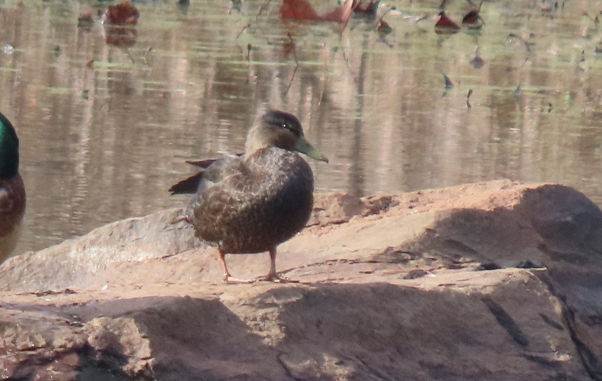 American Black Duck - ML646583015