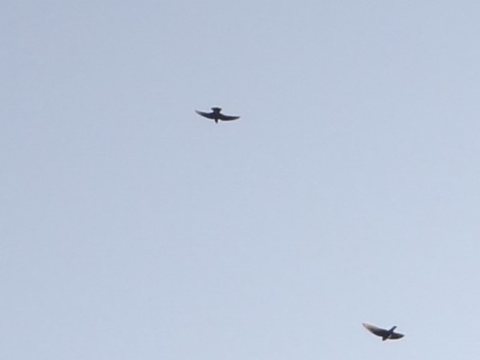 Dusky Crag-Martin - ML646583017