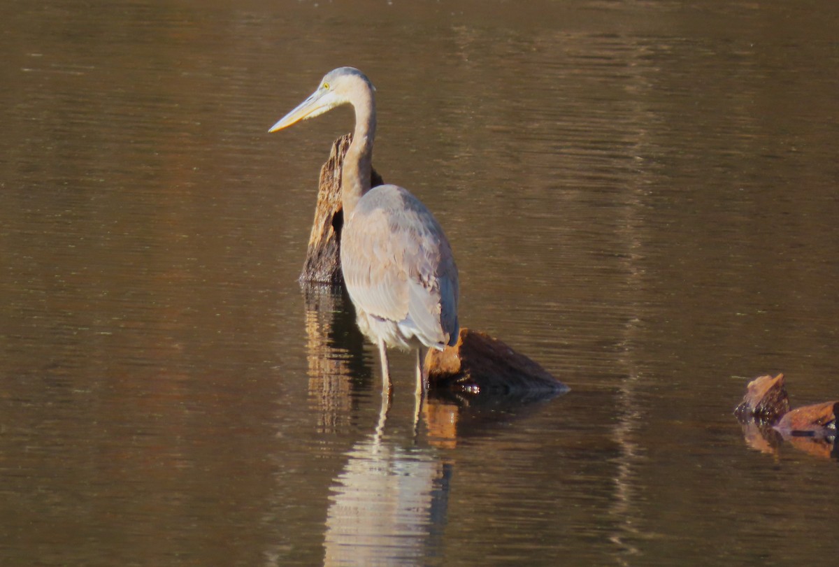 Great Blue Heron - ML646583019