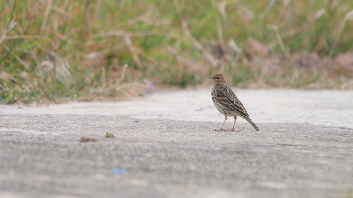 Taiga Flycatcher - ML646583020