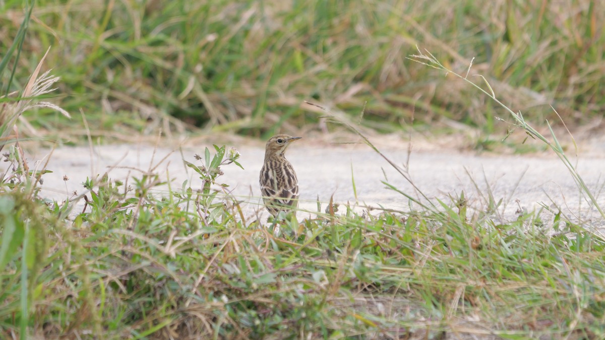 Taiga Flycatcher - ML646583021