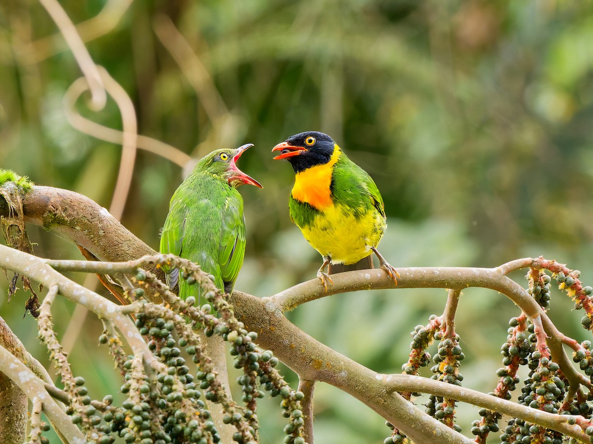Orange-breasted Fruiteater - ML646583022