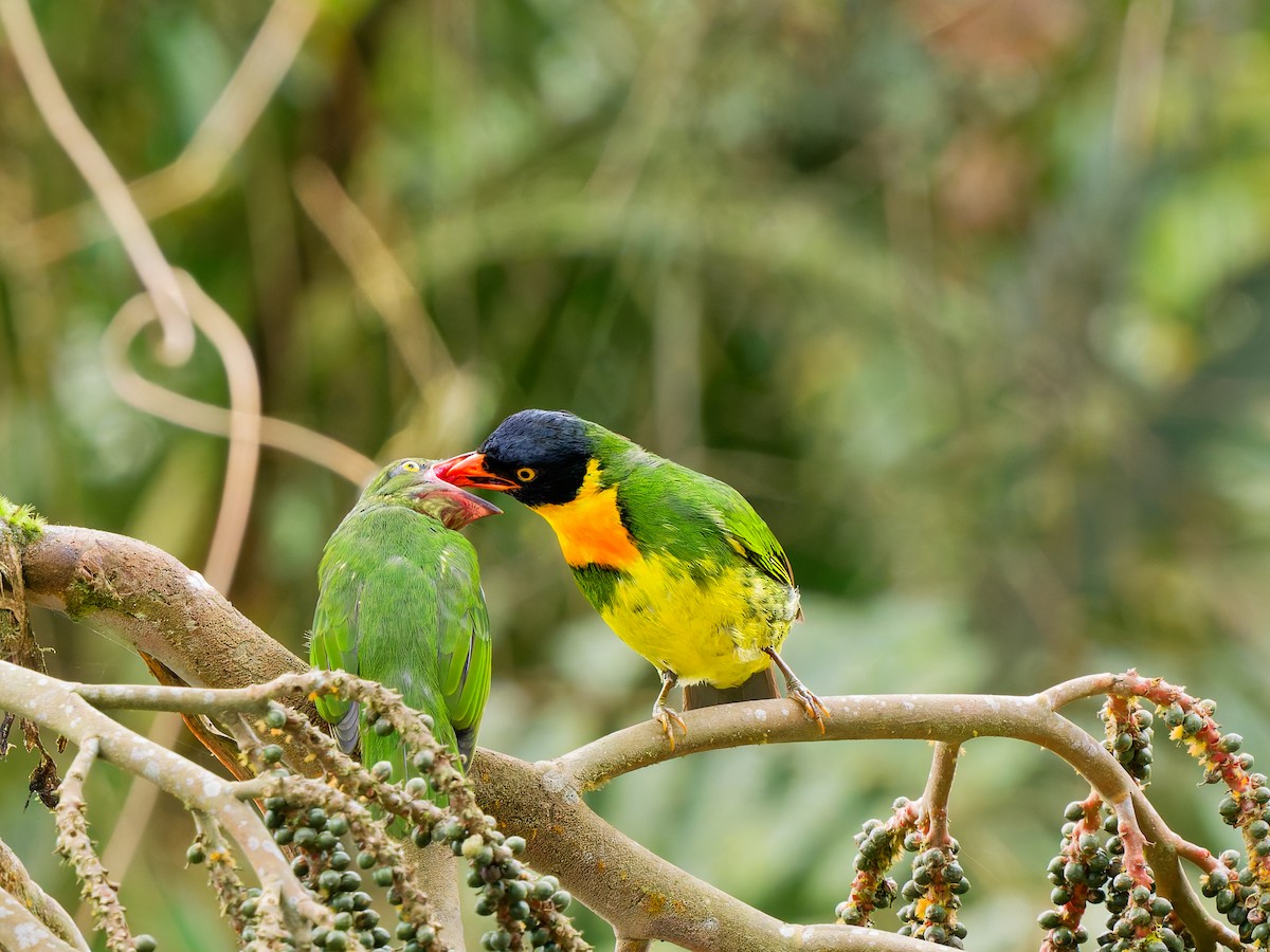 Orange-breasted Fruiteater - ML646583023