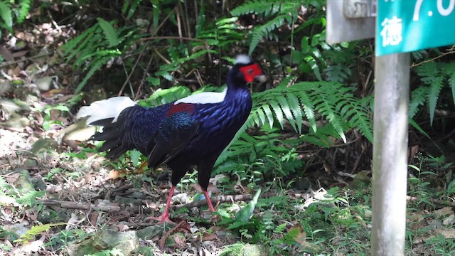 Swinhoe's Pheasant - ML646583024