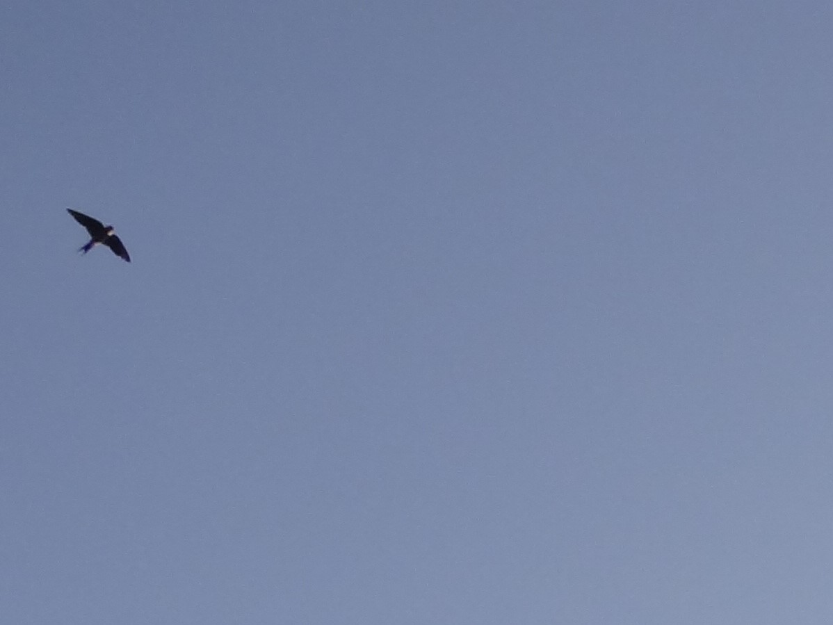 Streak-throated Swallow - ML646583028