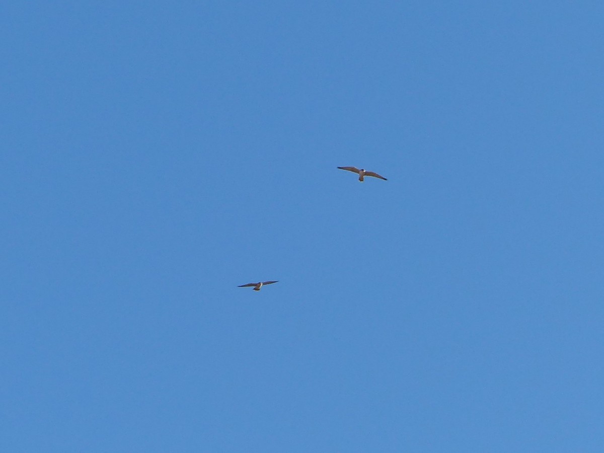 Lanner Falcon - ML646583030